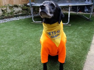 An image of Barney, the dog who donated blood and saved terrier beth's life for Vets Now article on dog blood transfusion