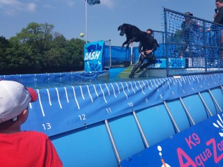 An image of Barney the dog who donated blood competing in an agility competition for Vets Now article on dog blood transfusion