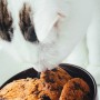 Can cats eat chocolate A cat sniffs chocolate chip cookies in a brown bowl, placed near a window with natural light illuminating the scene.
