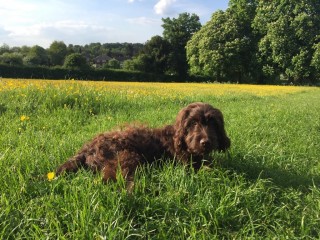 A brown, curly-haired dog lies in a lush green field dotted with yellow flowers. Trees and houses are visible in the distant background under a clear blue sky.