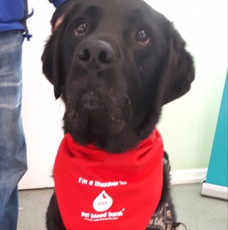 A black dog stands wearing a red bandana that reads, “I'm a lifesaver too. Pet Blood Bank® A charity supported by Vets Now.” A person stands nearby on a gray floor.