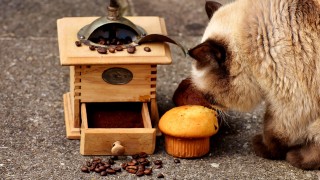 A coffee grinder with scattered beans sits on pavement beside two muffins. A cat sniffs the muffins, adding a curious touch to the scene.