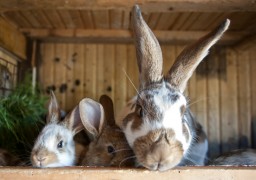 An image of three rabbits in a hutch for Vets Now article on myxomatosis symptoms in rabbit