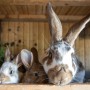 myxomatosis in rabbits Three rabbits rest closely together on a wooden ledge, inside a warm, rustic enclosure with wooden walls.