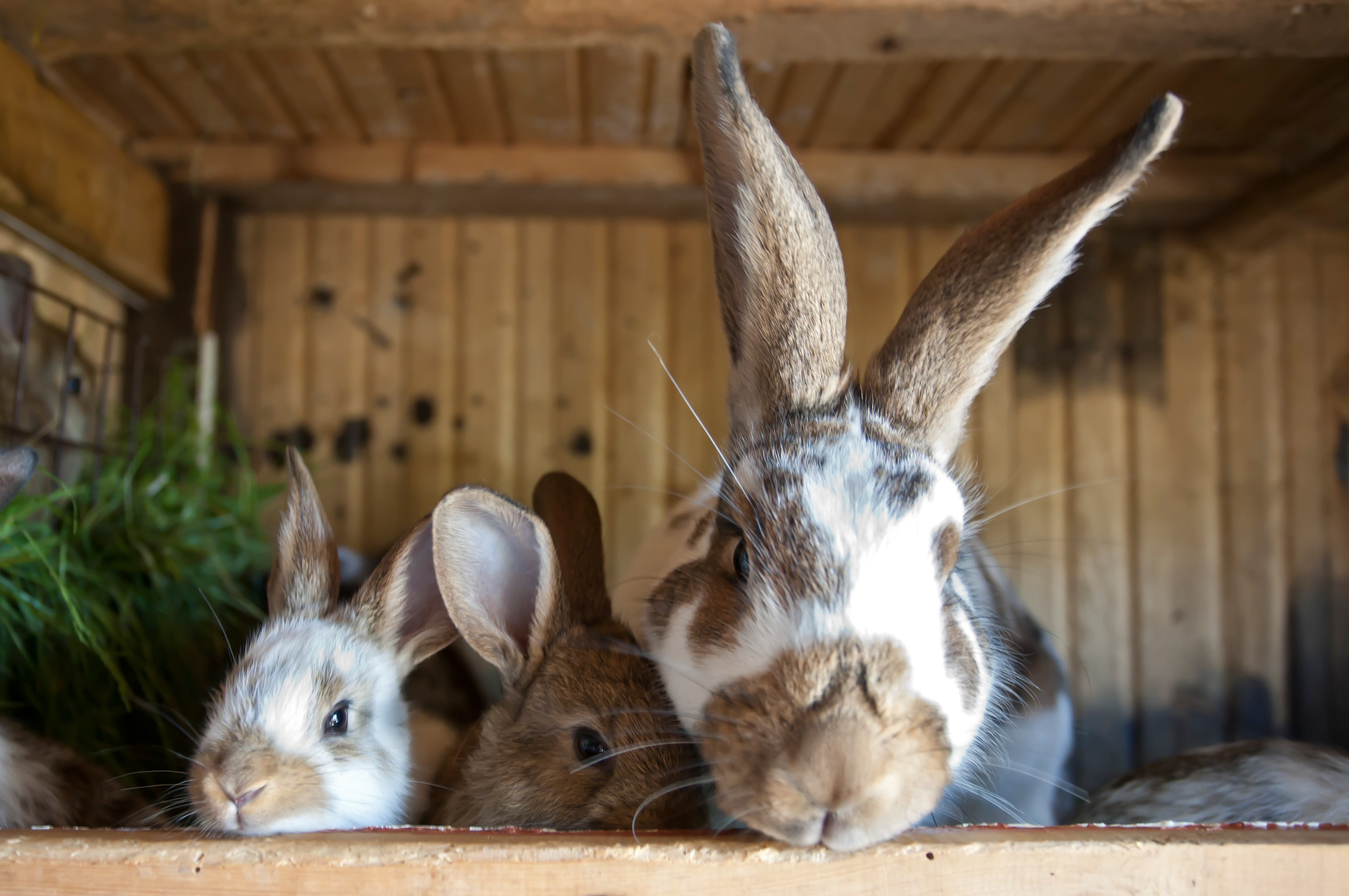 what dogs can live with rabbits