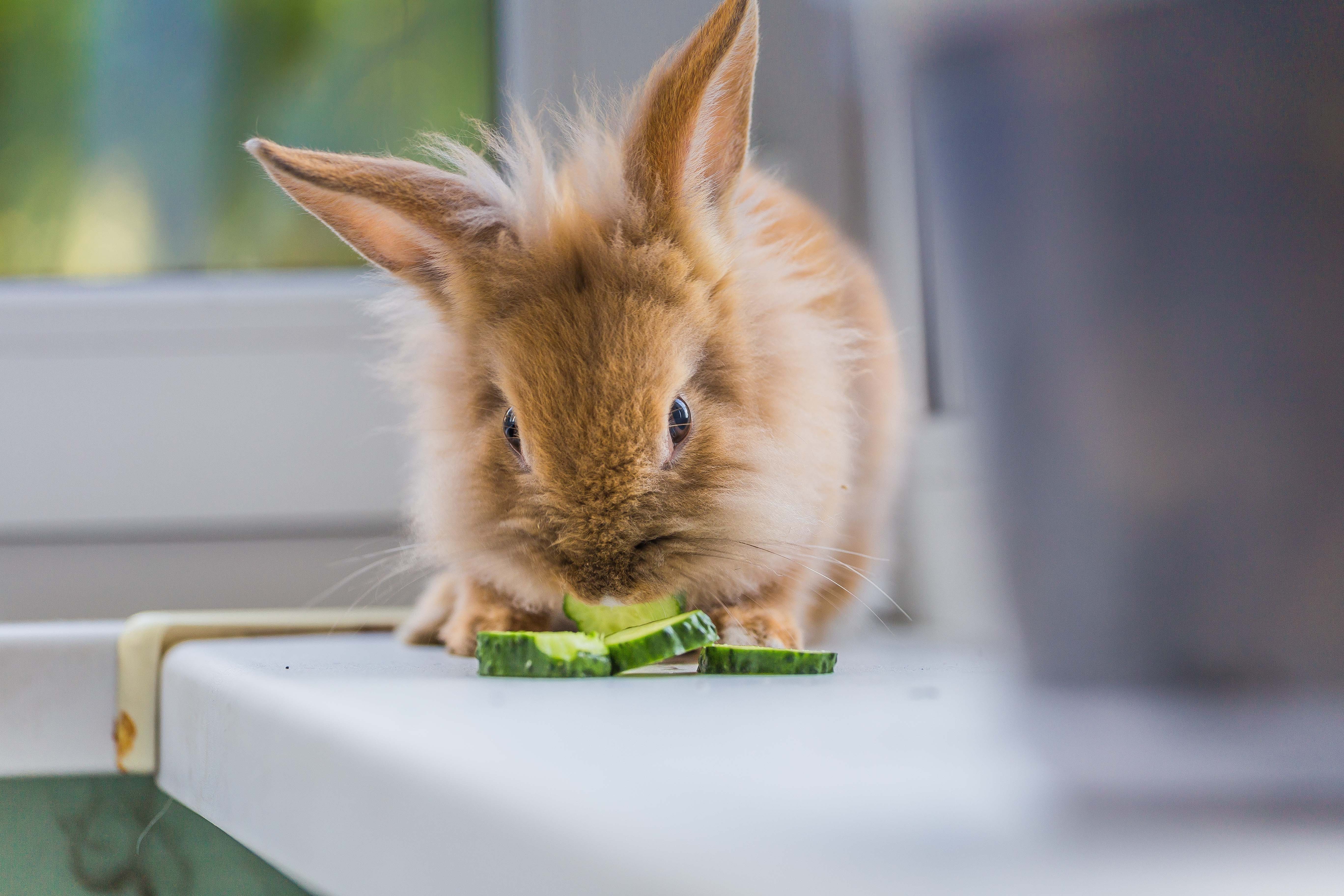 Rabbit Myxomatosis Symptoms Can Rabbit Disease Harm Pets?