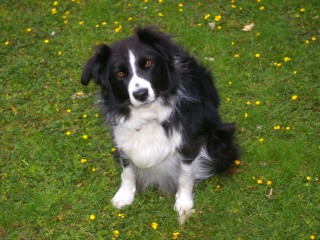 A black and white dog sits attentively on a grass lawn dotted with small yellow flowers, surrounded by green foliage.
