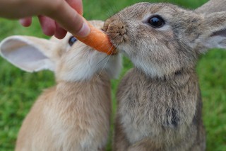 Two rabbits nuzzle a person's hand holding a carrot, surrounded by green grass.