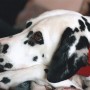 Kennel Cough symtoms, treatment and prevention advice A Dalmatian rests its head on its paws, wearing a red collar. It looks calm and relaxed, surrounded by a soft indoor environment.