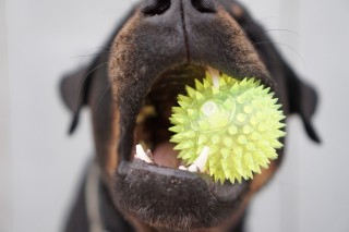 An image of a dog playing with a chew toy for Vets Now article on dog chew toys