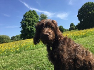 A brown, curly-haired dog sits attentively in a grassy meadow filled with yellow flowers, surrounded by large trees under a clear blue sky.