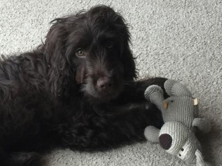 A fluffy, dark-haired dog rests on a light gray carpet, gently holding a gray knitted teddy bear toy between its paws, looking intently at the camera.