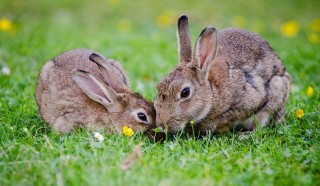 Two brown rabbits nibbling grass, surrounded by yellow flowers, on a lush green lawn.