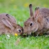 An image of two rabbits playing outside on grass for Vets Now article on myxomatosis symptoms