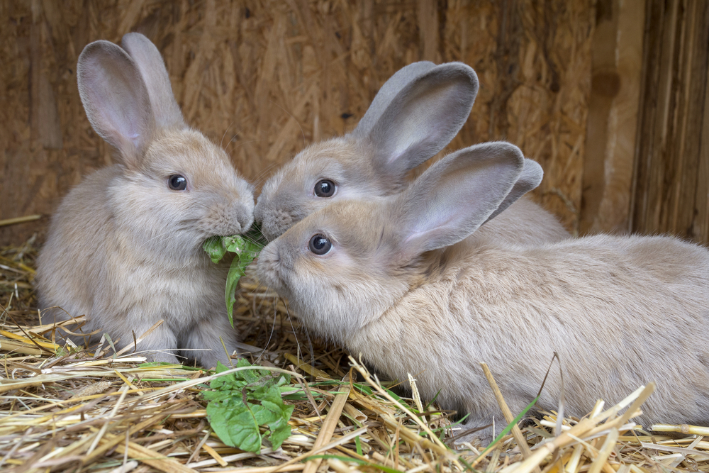 10 Common Rabbit Ailments & Illnesses & How to Treat Them