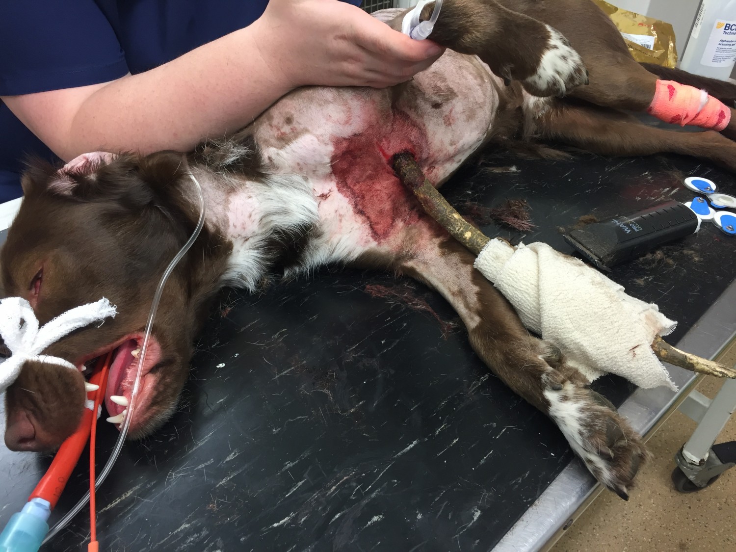 A dog lies on an examination table with a branch lodged in its side. Veterinarian's arms support its legs, and medical equipment surrounds the table in a clinical setting.