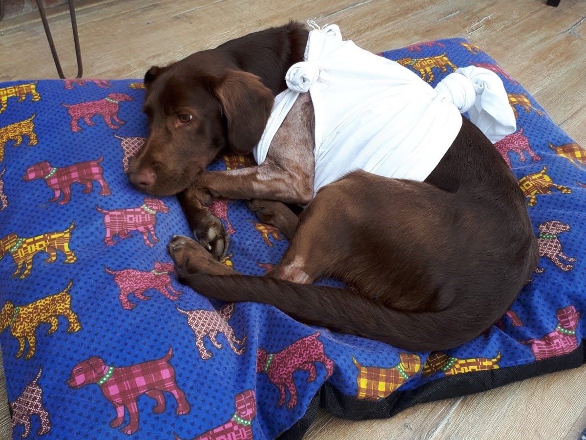 A brown dog wearing a white bandage rests on a colorful, patterned dog bed featuring images of brightly colored dogs, indoors on a wooden floor.