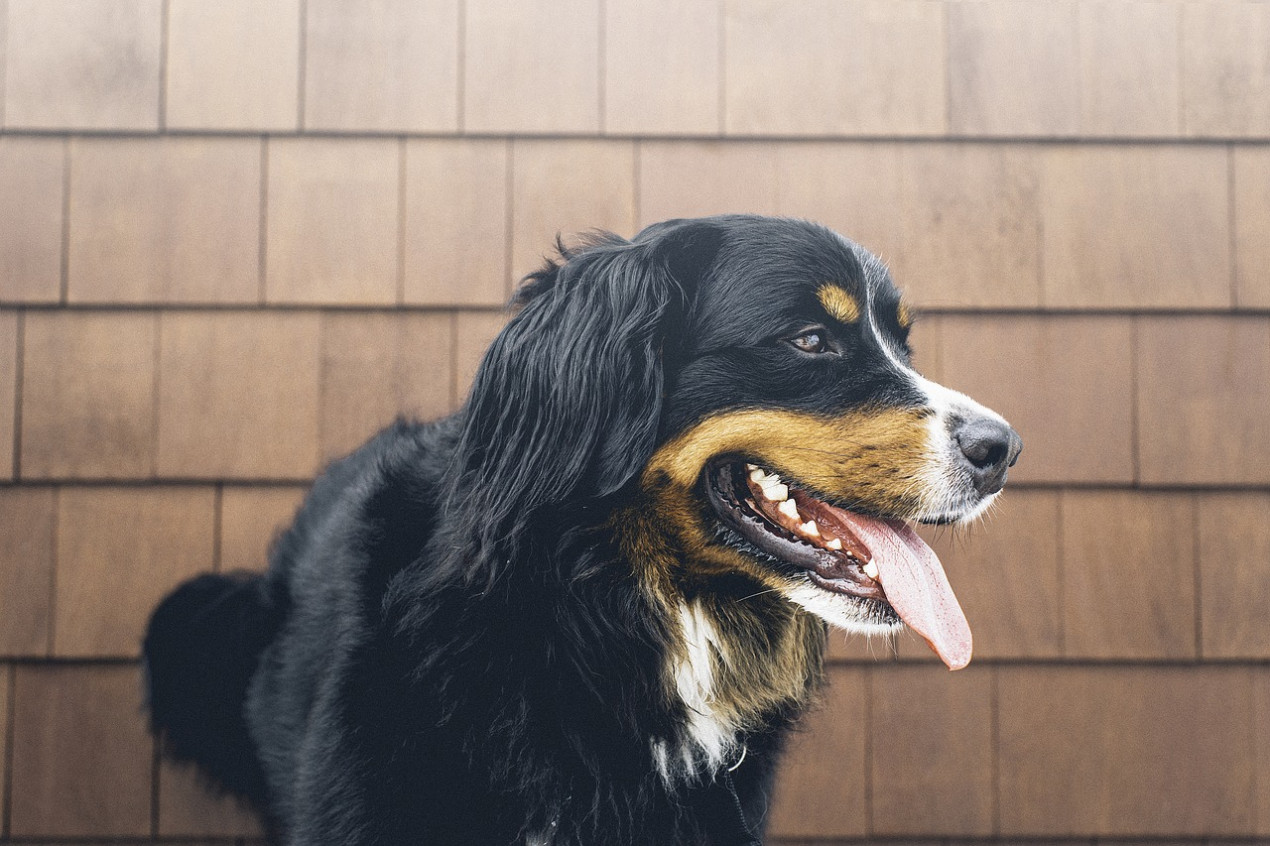 what to do if my dog is panting a lot