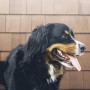 Why do dogs pant? A Bernese Mountain Dog stands with its tongue out, against a backdrop of brown wooden shingles.