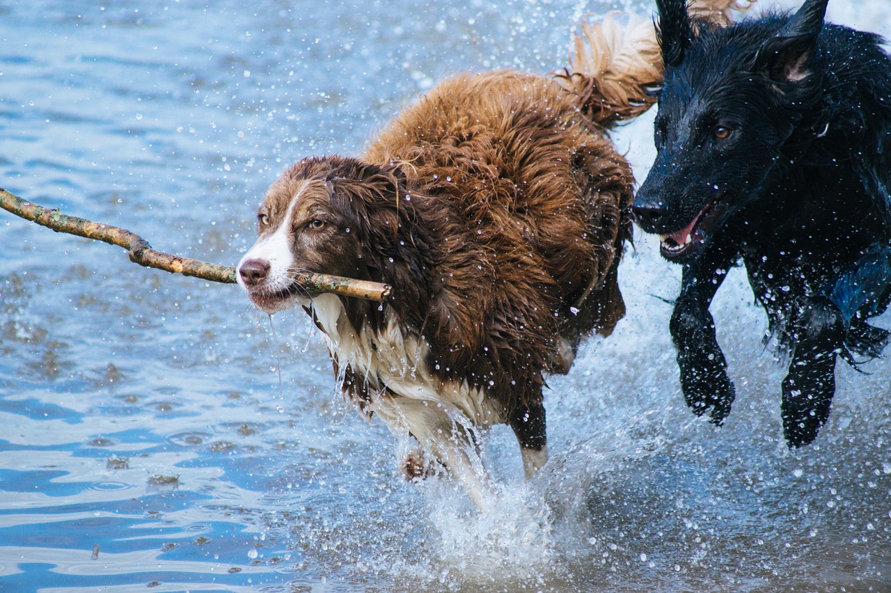 Two dogs splash through water; a brown and white dog carries a stick, while a black dog runs alongside, creating dynamic ripples and droplets in a lively, wet setting.