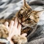 Cat bite A fluffy tabby cat gently nibbles a person's hand while resting on a patterned gray blanket, creating an intimate and playful moment.