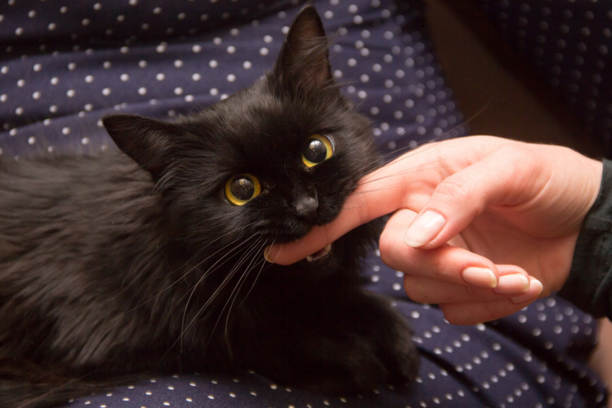 What should be done after a cat's scratch? - Quora
