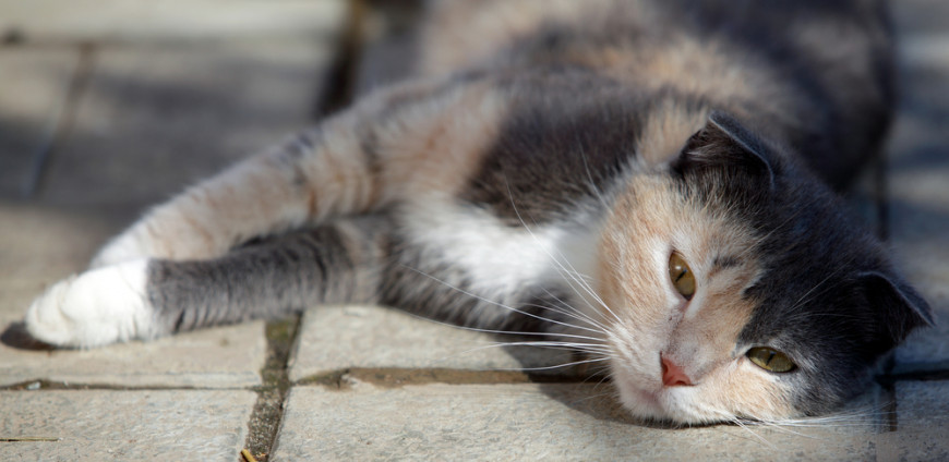 Poisoned store cat treatment