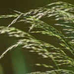 Grass seed in dogs Slender green grass blades gently sway against a soft, blurred background, creating a serene, natural scene with a focus on the delicate textures of the grass.