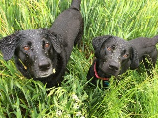 Two black dogs, covered with specks of grass, stand together in a lush field of tall green grass, looking directly at the viewer with curious expressions.