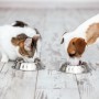 Can dogs eat cat food A cat and a dog eat from separate stainless steel bowls on a light wooden floor indoors.