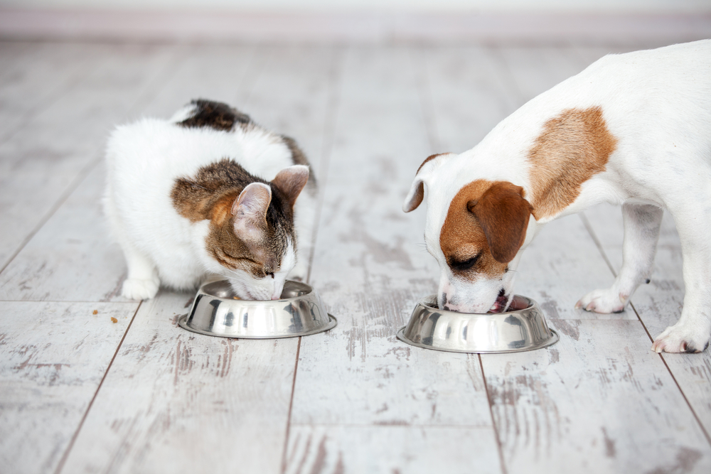 Is it bad for my shop cat to eat dog food