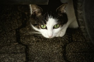 A cat peers cautiously from beneath a vehicle, its green eyes vibrant against the dark pavement background.