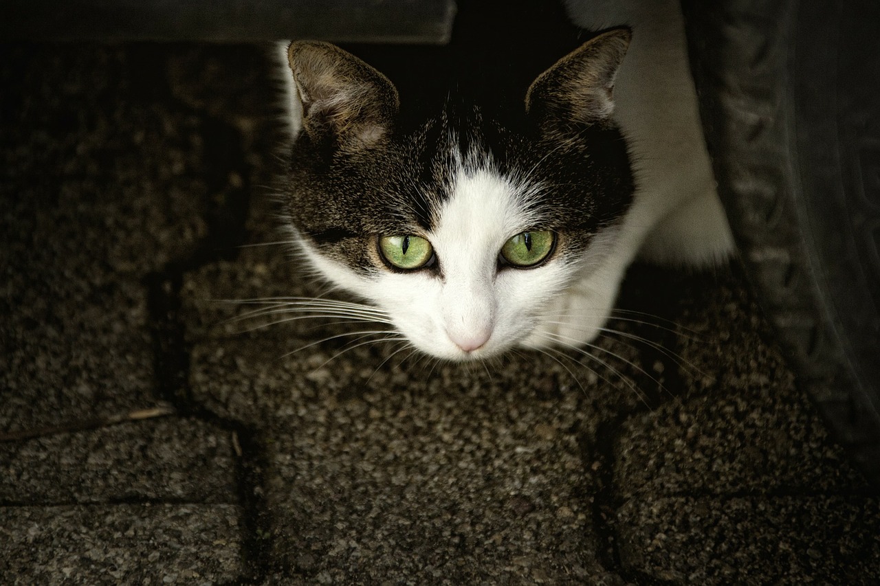 A cat peers cautiously from beneath a vehicle, its green eyes vibrant against the dark pavement background.