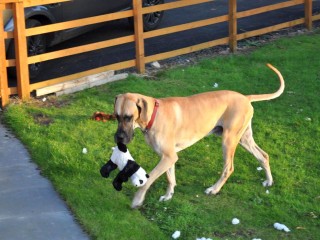 A large dog carries a black-and-white plush toy while walking on green grass, beside a wooden fence and parked car. Scattered white fluff lies around.