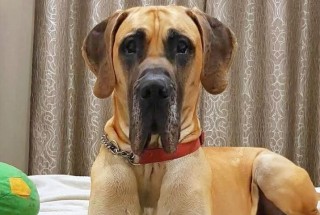 A large dog with a tan coat and red collar sits calmly on a white surface. Curtains with a decorative pattern hang in the background, and a green toy is visible nearby.