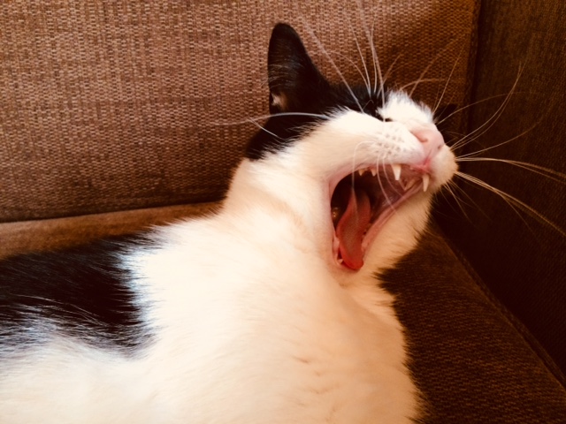 A black and white cat yawns widely, revealing its teeth, while resting on a brown textured sofa.