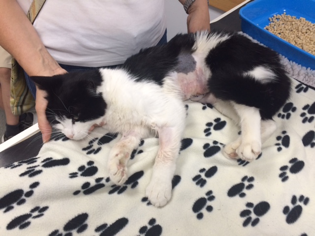 A black and white cat lies resting on a paw-patterned blanket while a person gently supports it with one hand, situated in a clinical or veterinary setting.
