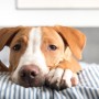 Seasonal Canine Illness disease: causes, symptoms and treatment A brown and white dog rests its head and paws on a blue and white striped surface, in a cozy, softly lit indoor setting.