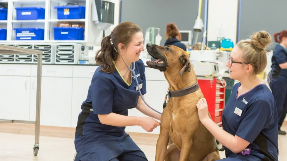 Emergency Vet Cobham Out Of Hours Pet Care Vets Now