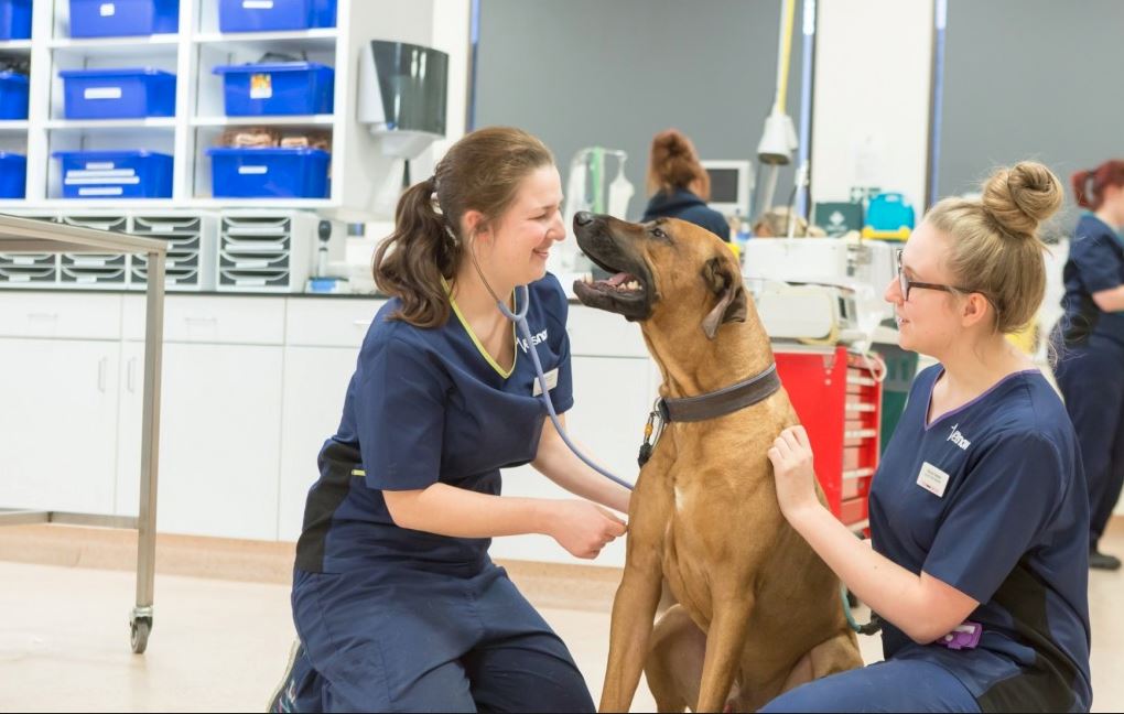 Emergency Vet Cobham Out Of Hours Pet Care Vets Now