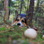 Can dogs eat mushrooms A corgi peeks over a moss-covered log in a dense forest, focusing on round mushrooms in the foreground.
