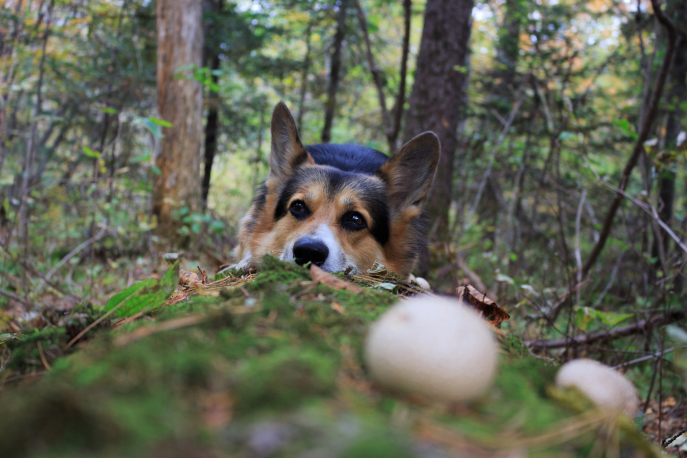 are dogs safe to eat mushrooms