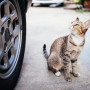 Cat road traffic accident A tabby cat sits on a concrete surface, looking upward beside a car wheel, with a blurred, outdoors setting in the background.