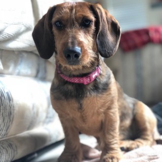 Dotty looking handsome A small brown dog sits calmly on a light-colored couch, wearing a pink collar with a patterned design, in a cozy room with a red blanket in the background.