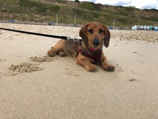 A brown dachshund lies on sandy beach, leashed, with grassy cliffs and colorful beach huts in the background.