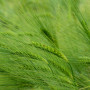 Grass awn Dense green barley stalks with elongated awns sway gently, filling the frame, creating a lush and vibrant field scene under soft lighting.