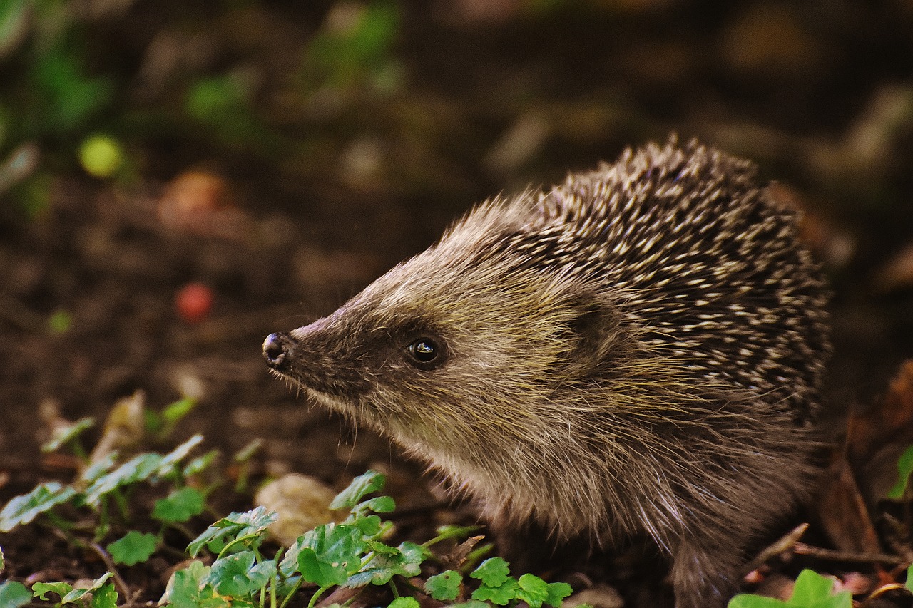 A hedgehog stands among green leaves and soil, appearing alert with its spiky back and curious eyes in a natural setting.