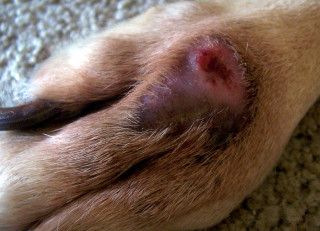 Sores on dog A dog's paw shows a swollen, reddish-purple sore, resting on a textured carpet.