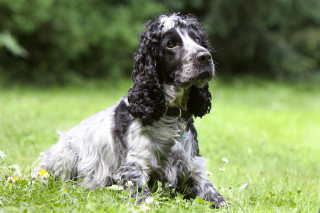 is canine pancreatitis fatal