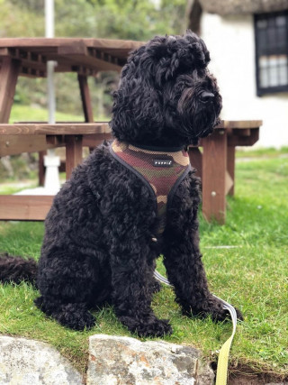 A curly black dog sits on grass, wearing a 